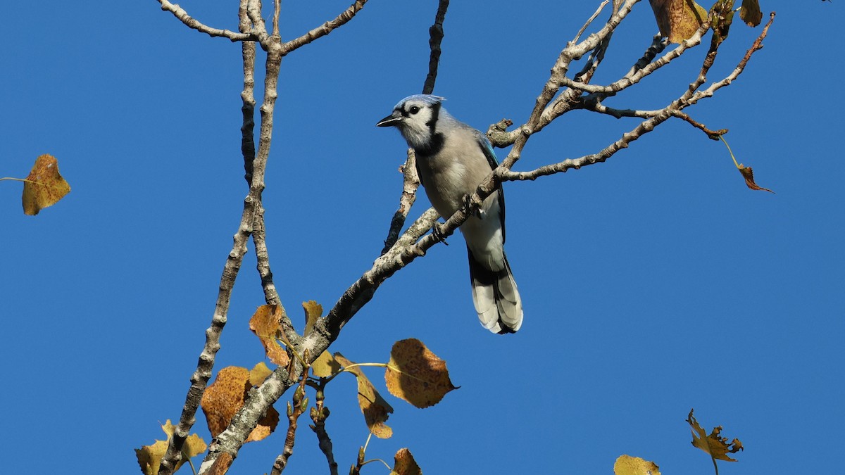 Blue Jay - ML642909770