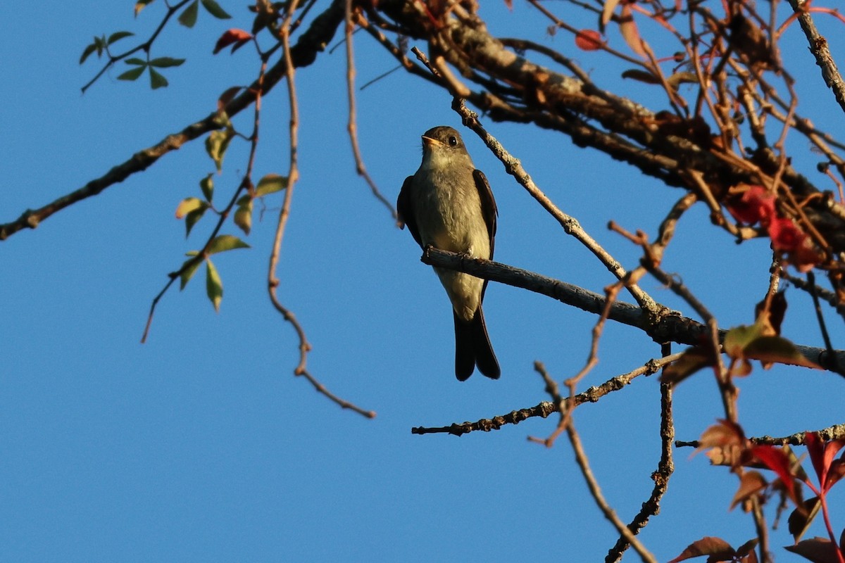 Eastern Wood-Pewee - ML642909773
