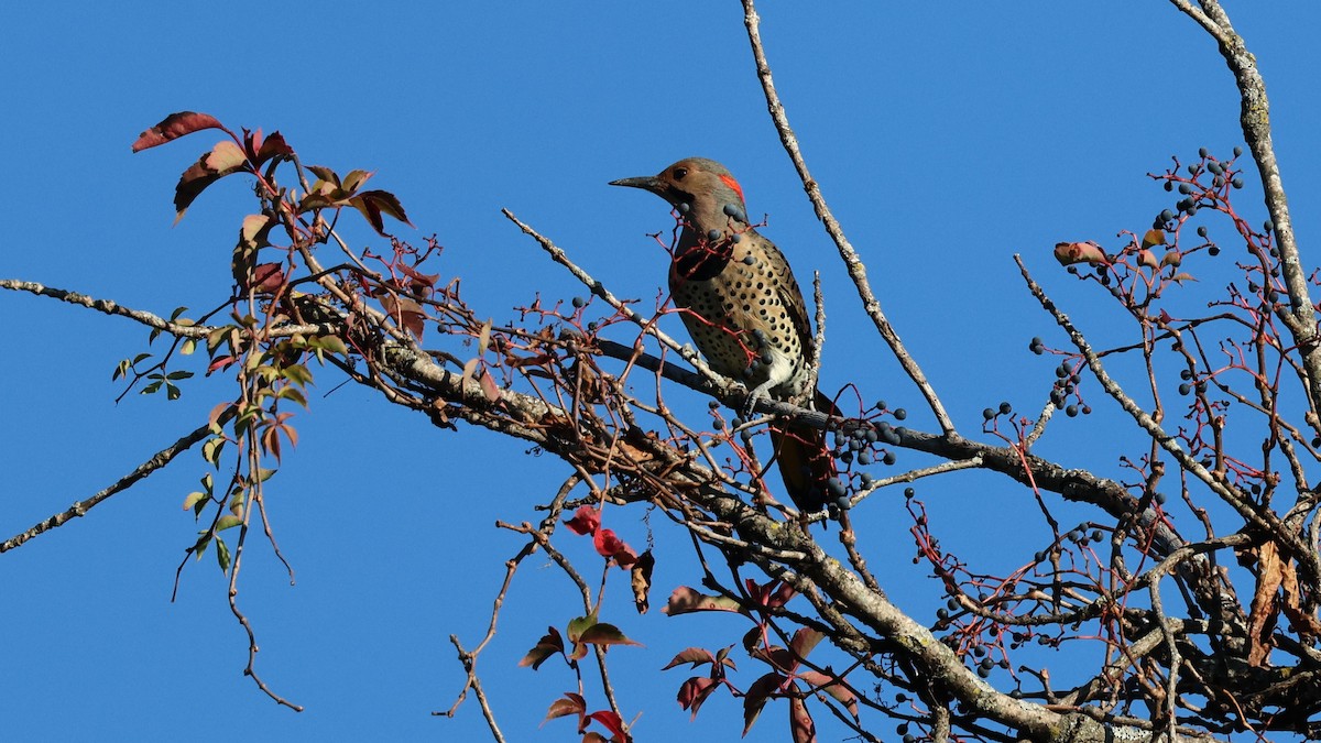 Northern Flicker - ML642909774