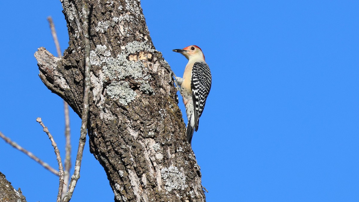 Red-bellied Woodpecker - ML642909776