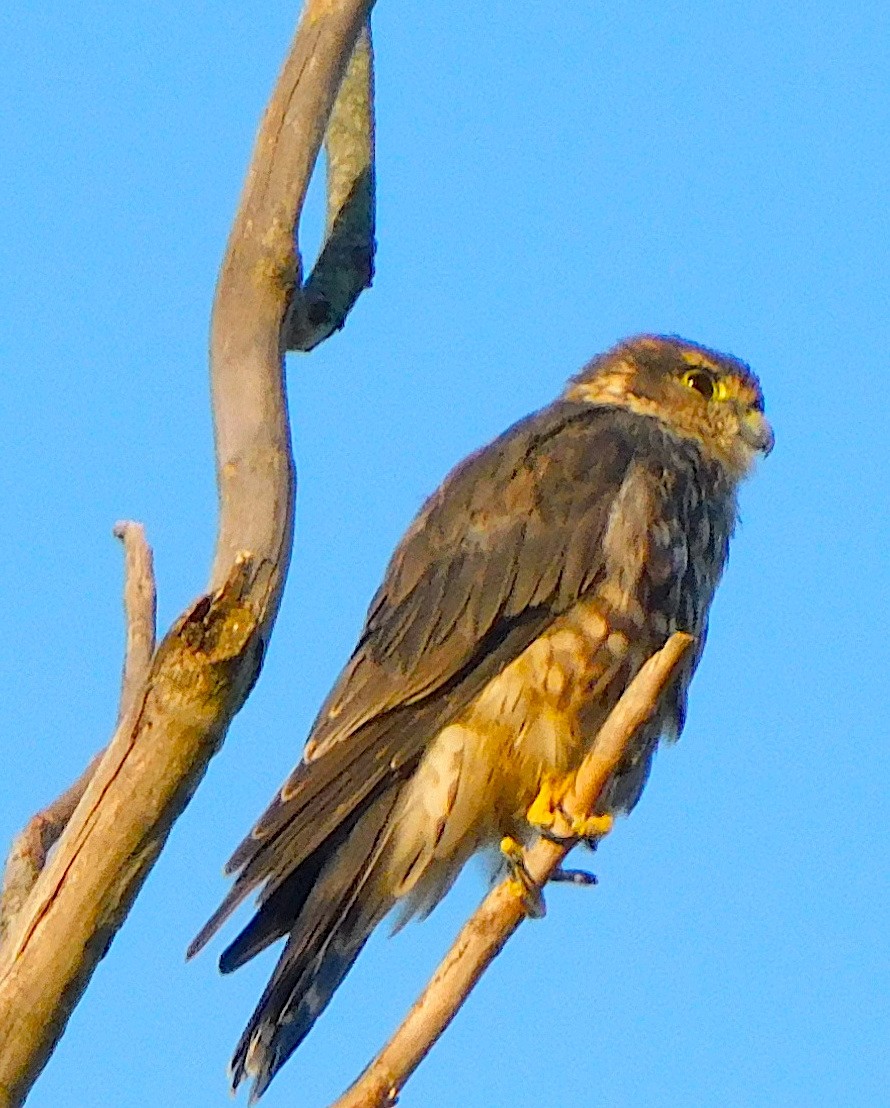 Merlin - ML642909777