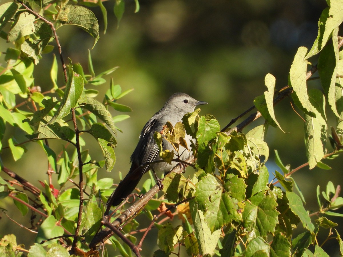 Gray Catbird - ML642909784