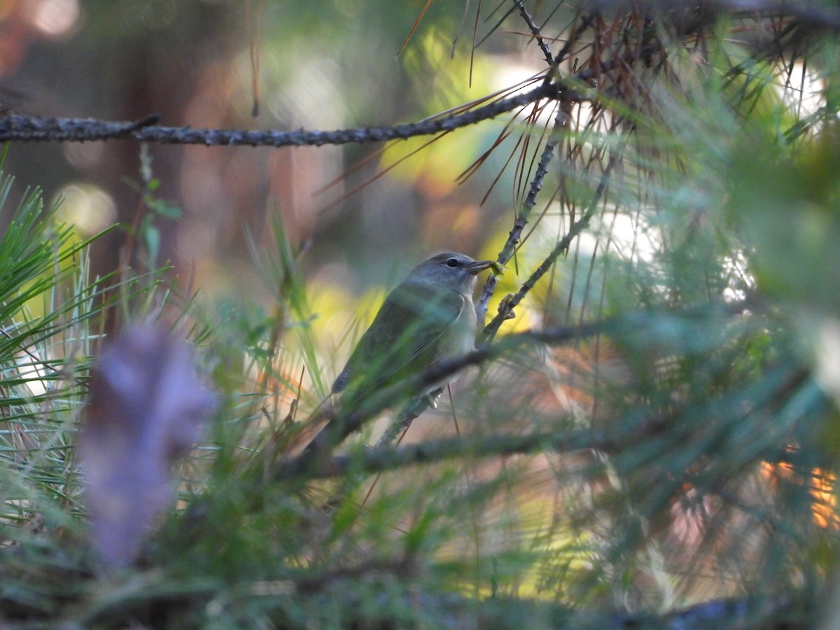 Nashville Warbler - ML642909797
