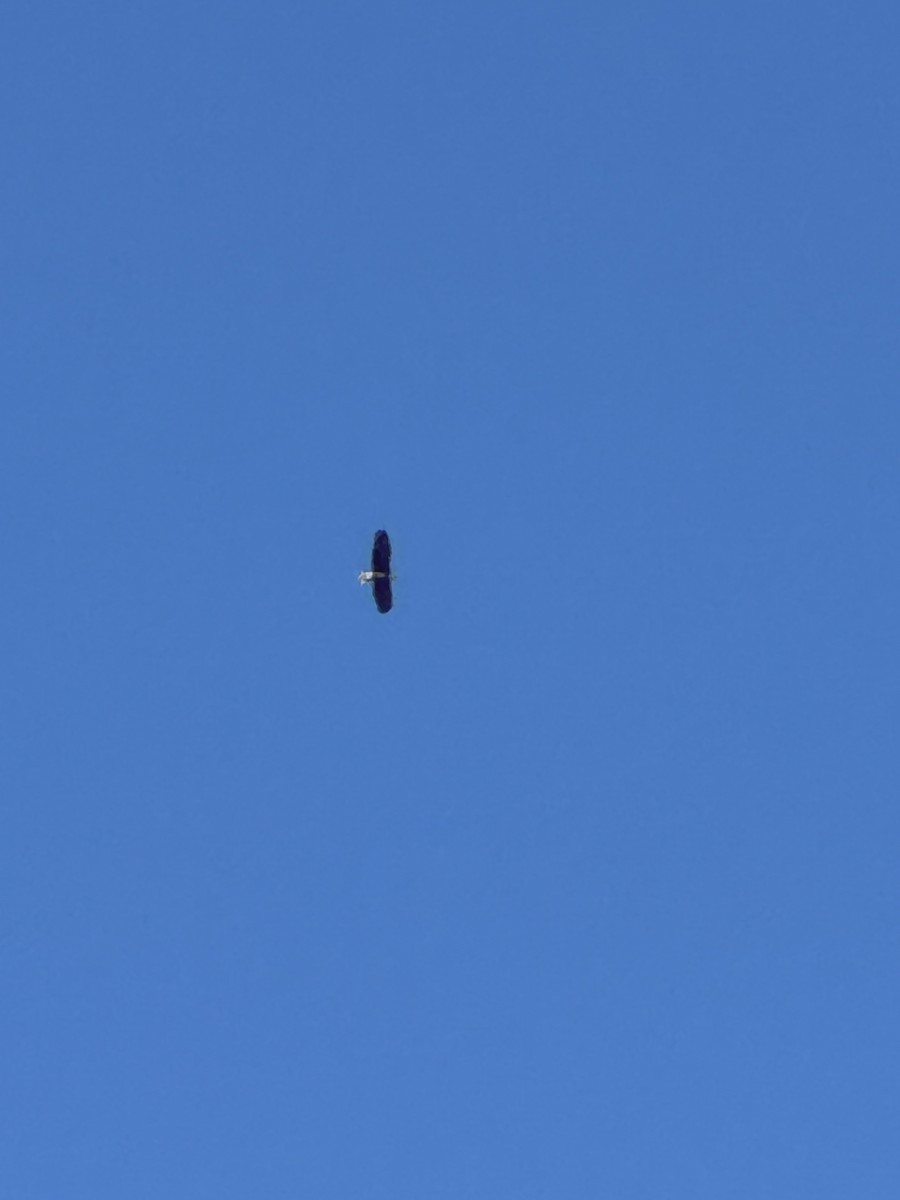 Bald Eagle - ML642909828