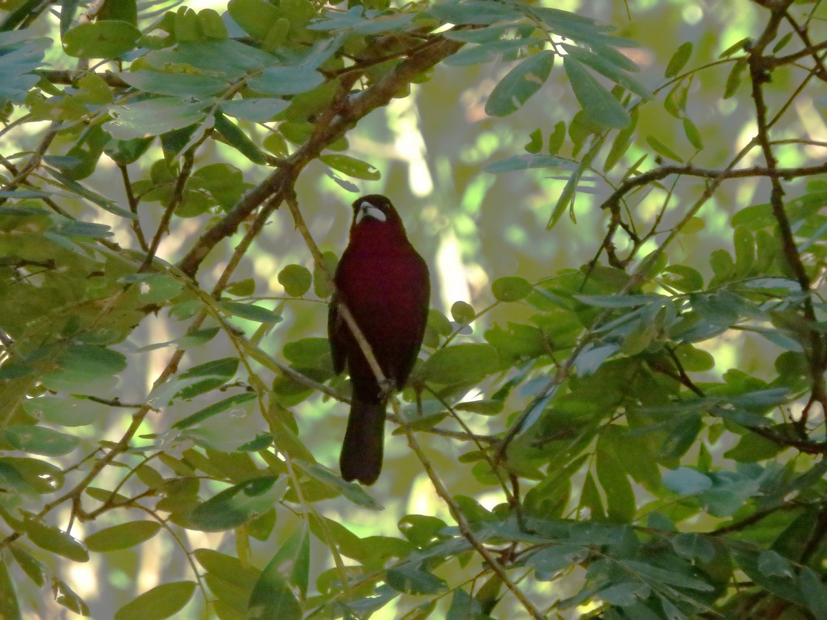 Silver-beaked Tanager - ML642909840