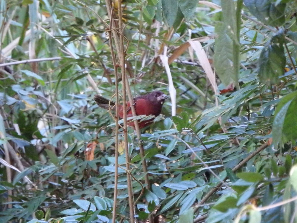 Silver-beaked Tanager - ML642909844
