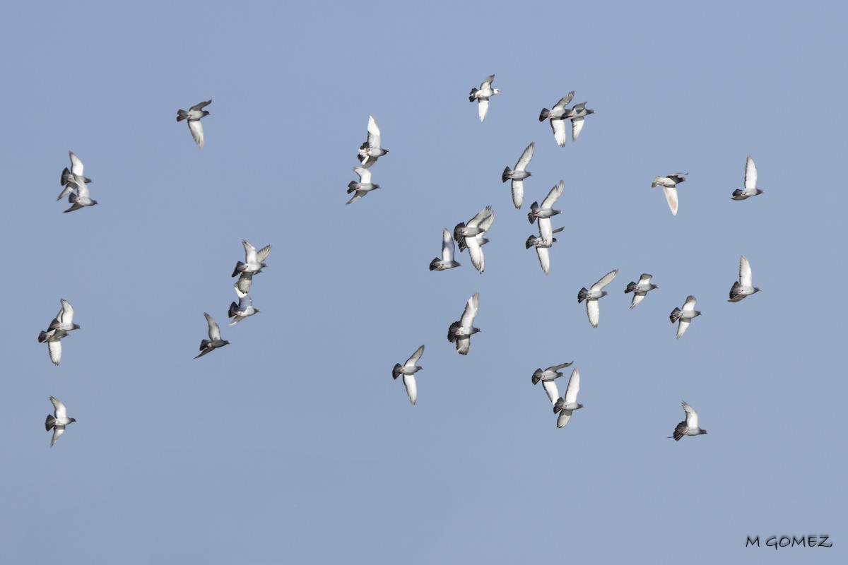 Rock Pigeon (Feral Pigeon) - ML642909845