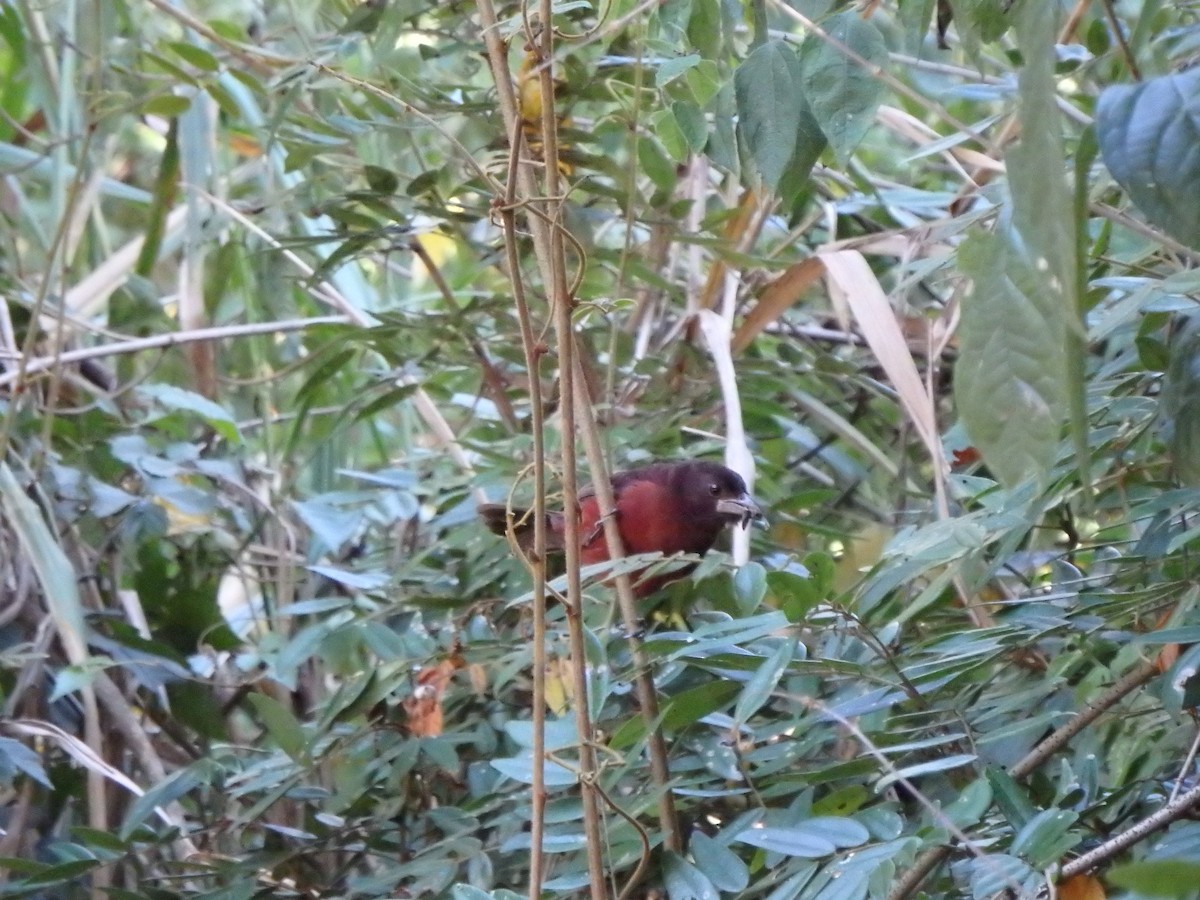 Silver-beaked Tanager - ML642909851