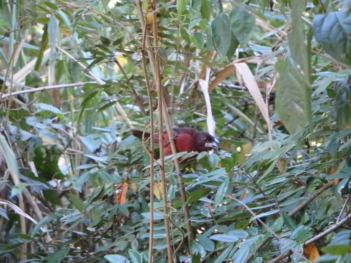 Silver-beaked Tanager - ML642909853