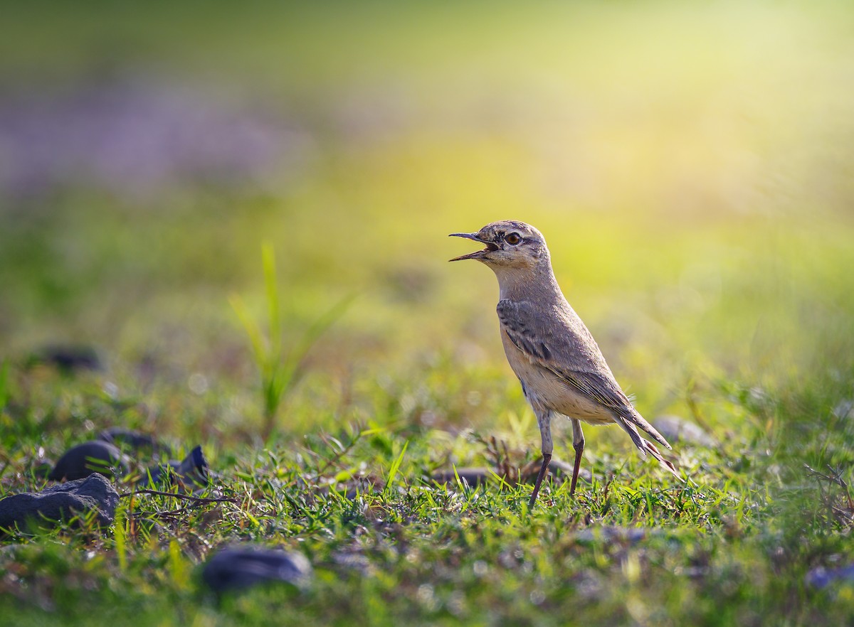Isabelline Wheatear - ML642909860