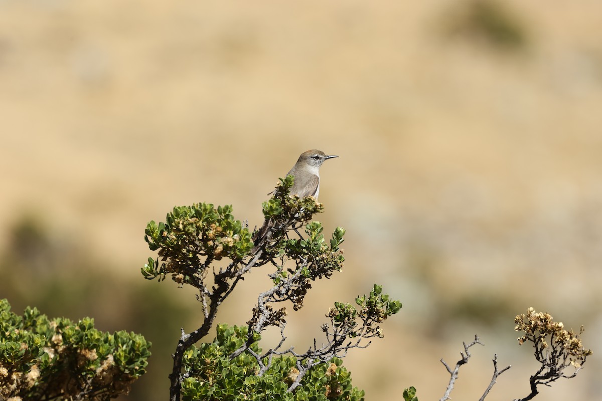 White-browed Ground-Tyrant - ML642909865