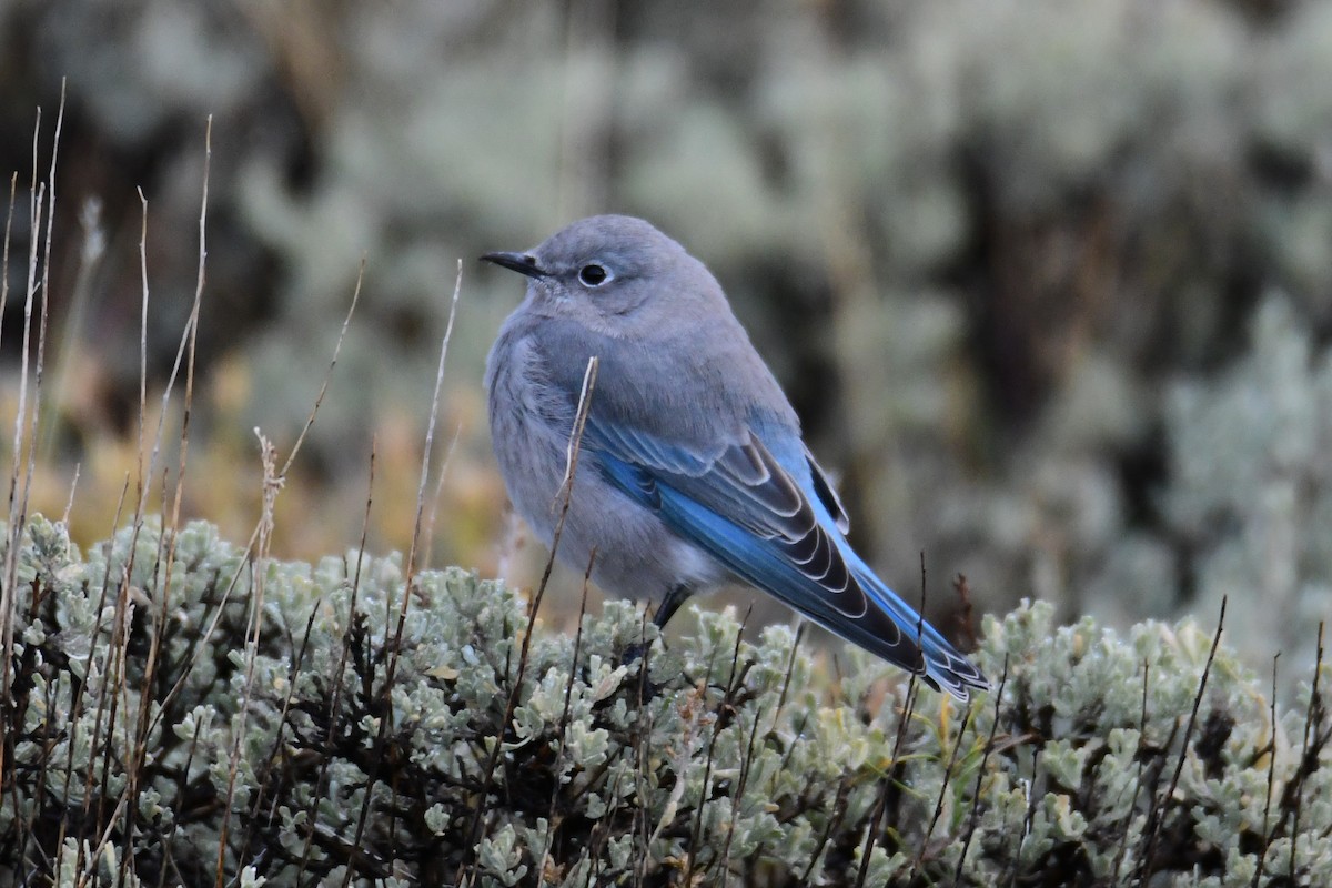 Mountain Bluebird - ML642909868
