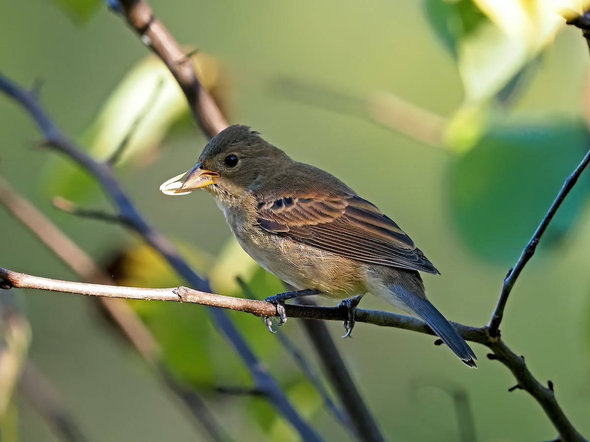 Indigo Bunting - ML642909869