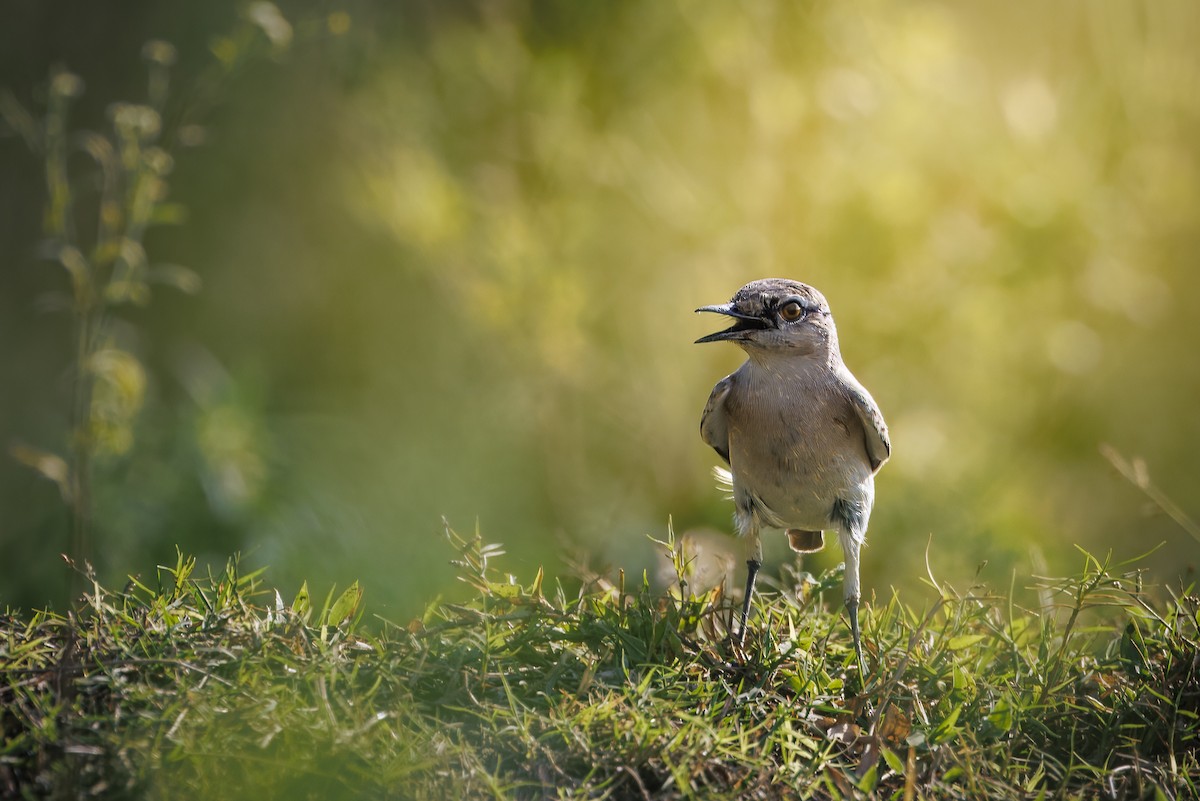 Isabelline Wheatear - ML642909871
