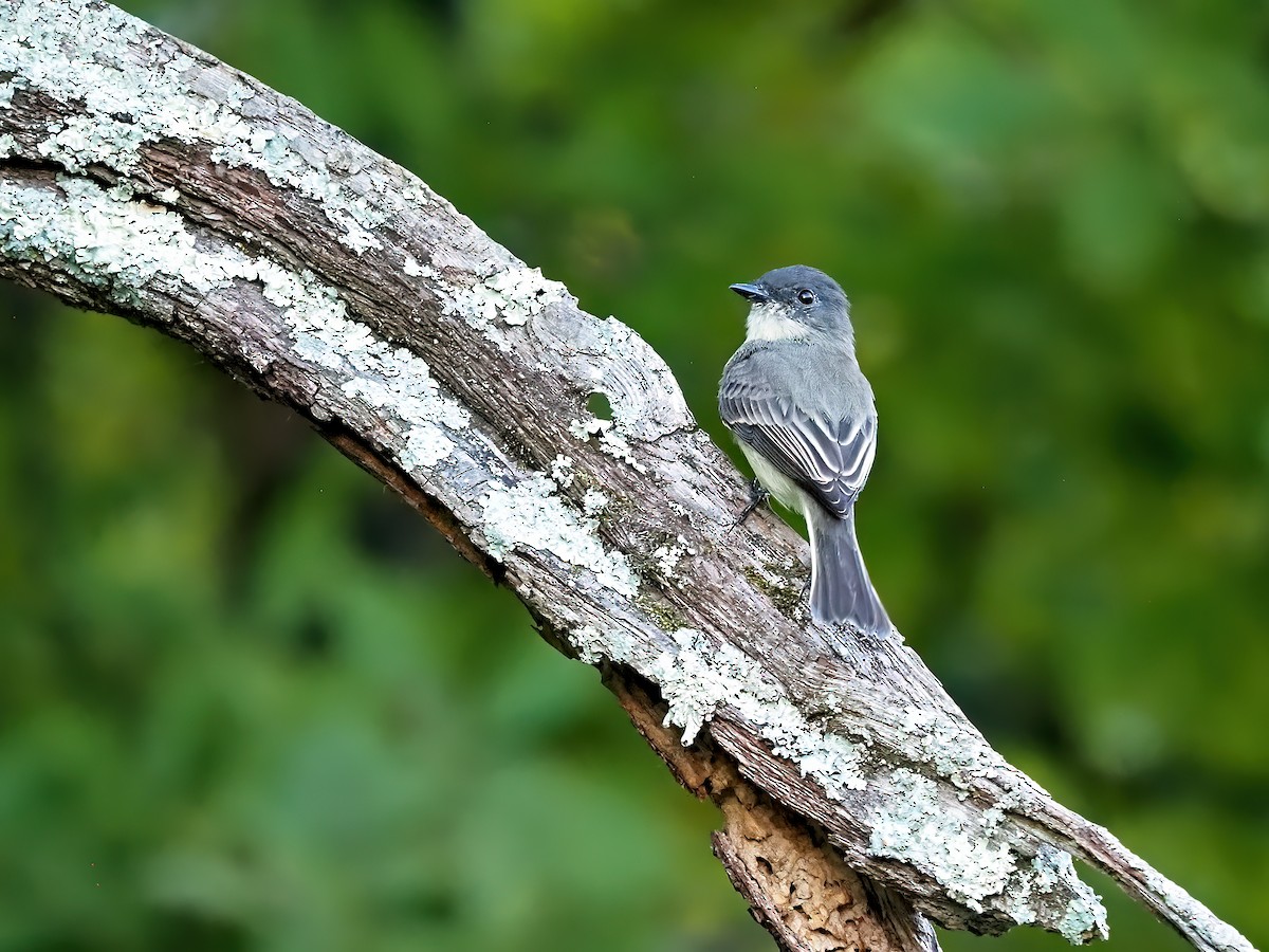 Eastern Phoebe - ML642909878