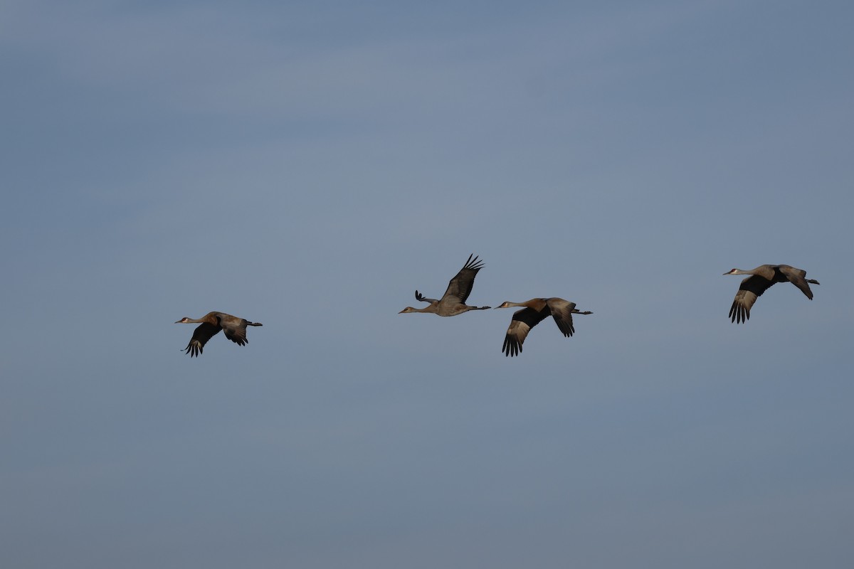 Sandhill Crane - ML642909880