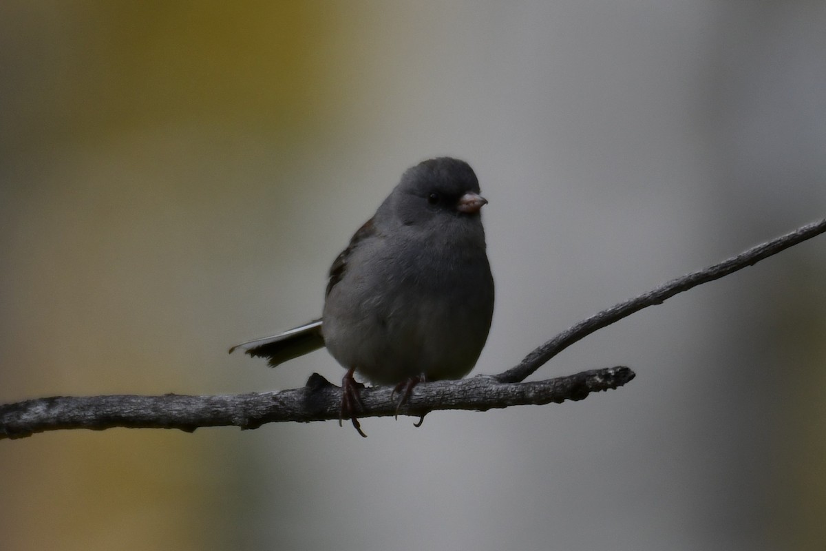 Dark-eyed Junco - ML642909886