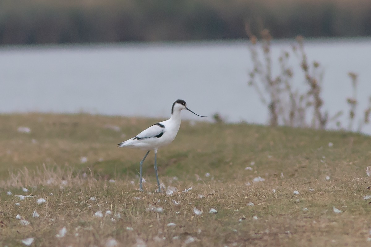 Pied Avocet - ML642909945