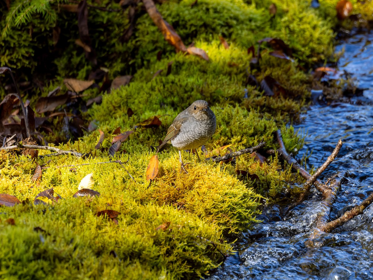 Plumbeous Redstart - ML642909979
