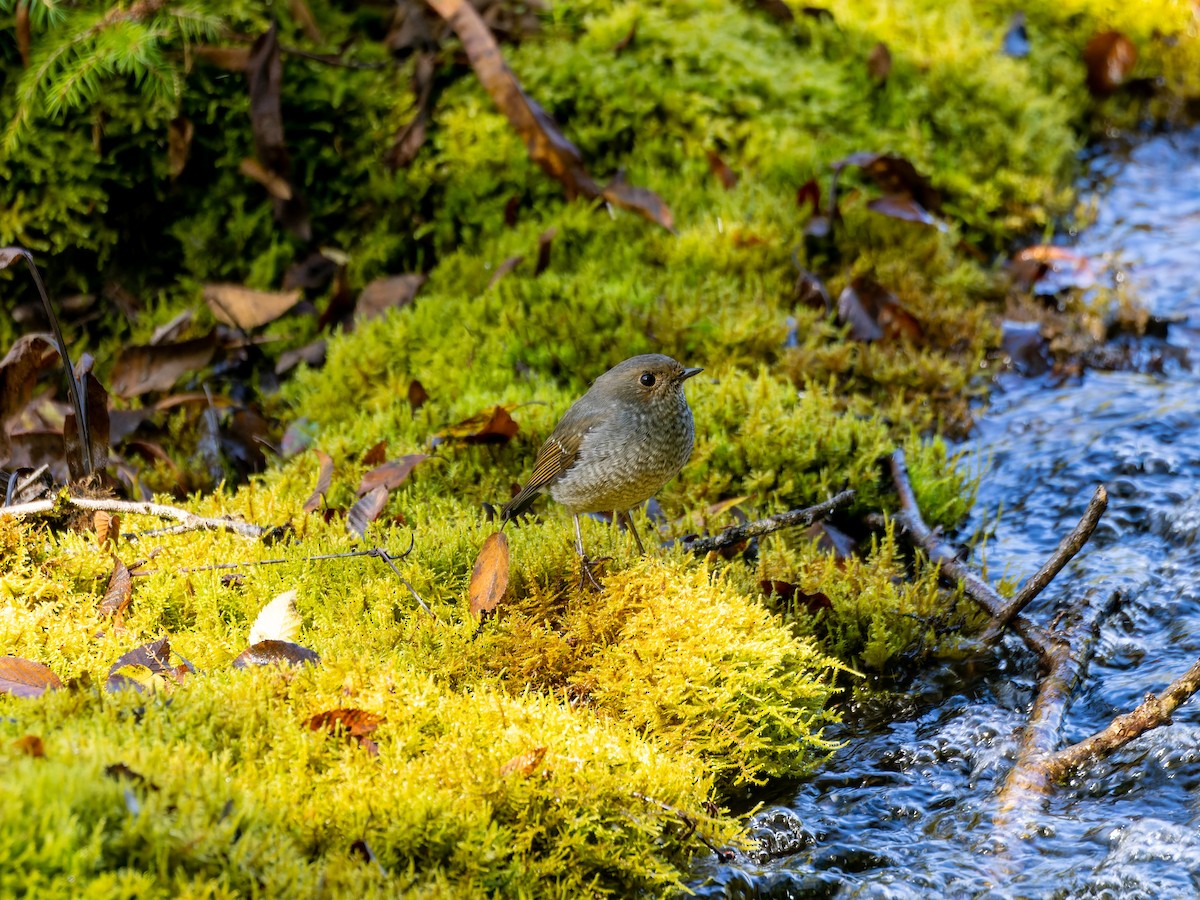 Plumbeous Redstart - ML642909980