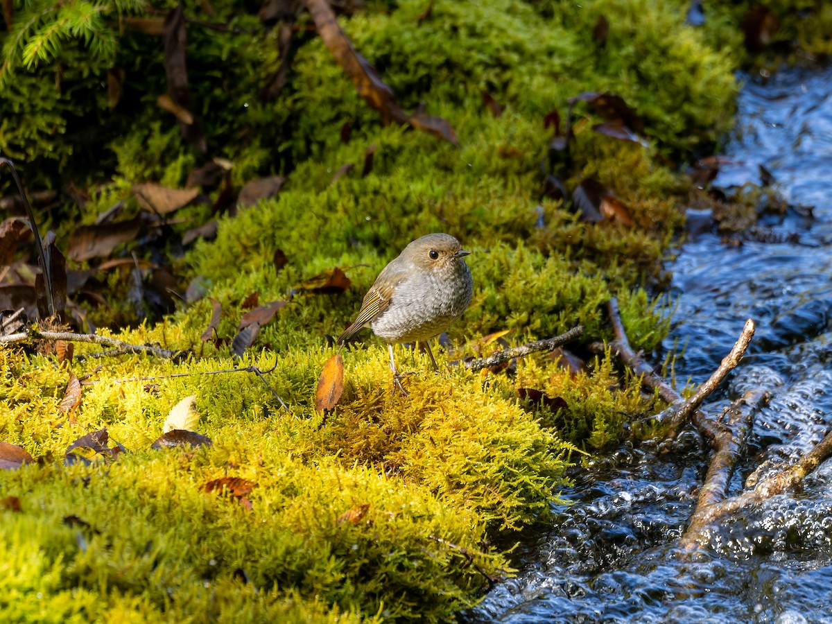Plumbeous Redstart - ML642909981
