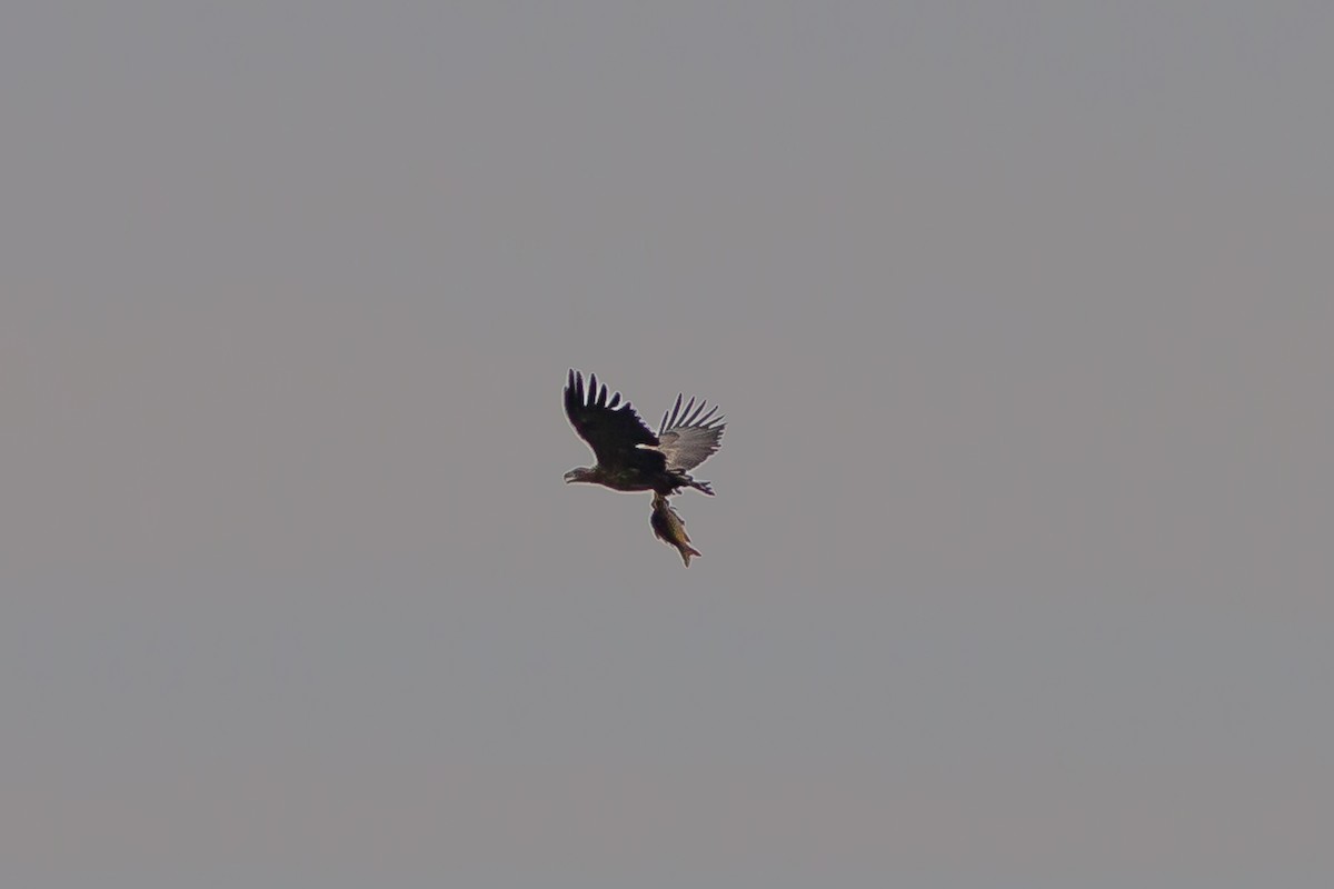 White-tailed Eagle - ML642909984