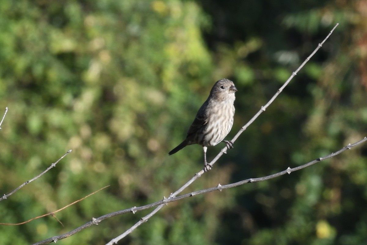 House Finch - ML642909988