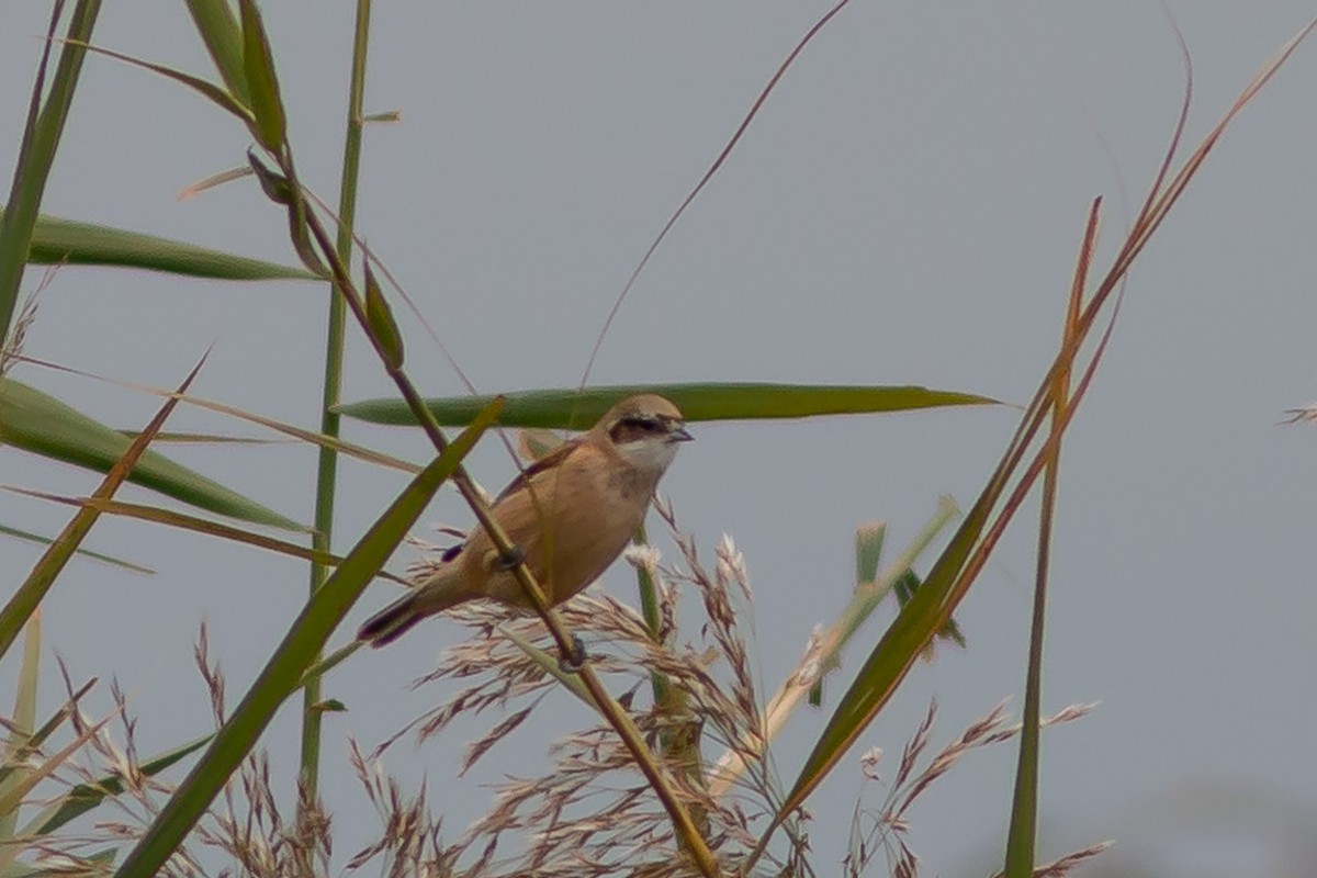 Eurasian Penduline-Tit - ML642909993