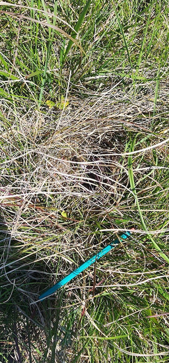 Spotted Nothura - ML642909997