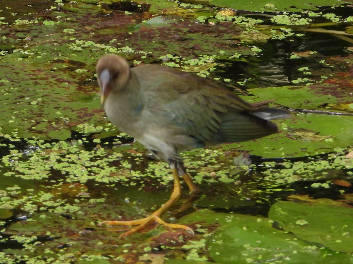 Purple Gallinule - ML642909999