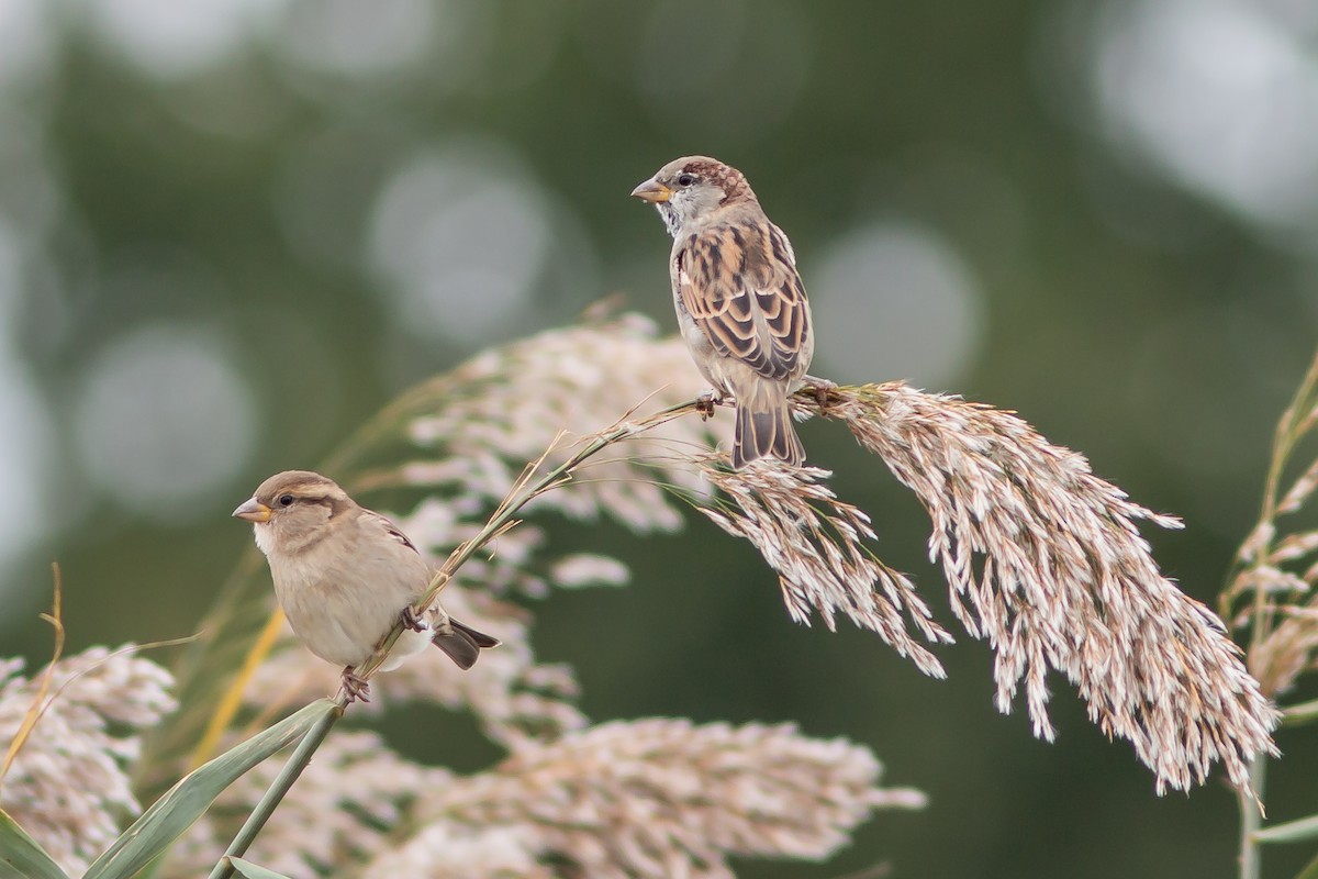 House Sparrow - ML642910008