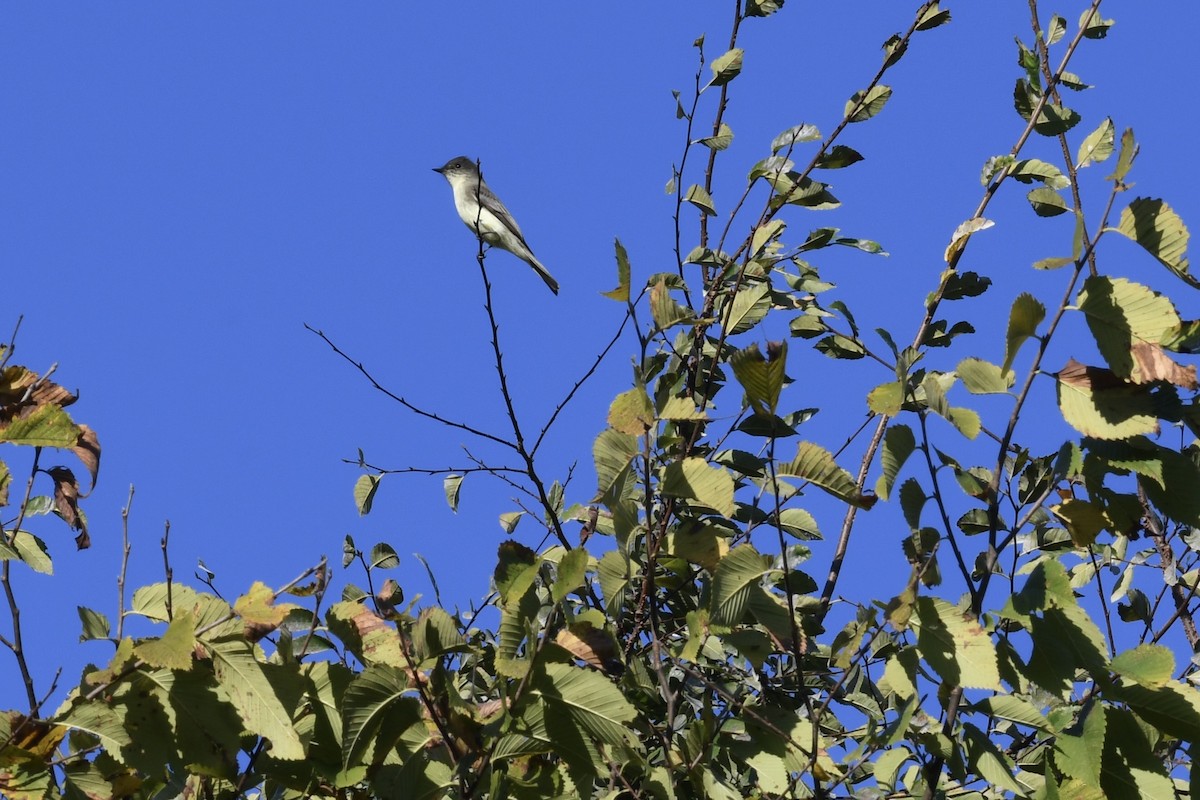 Eastern Phoebe - ML642910010