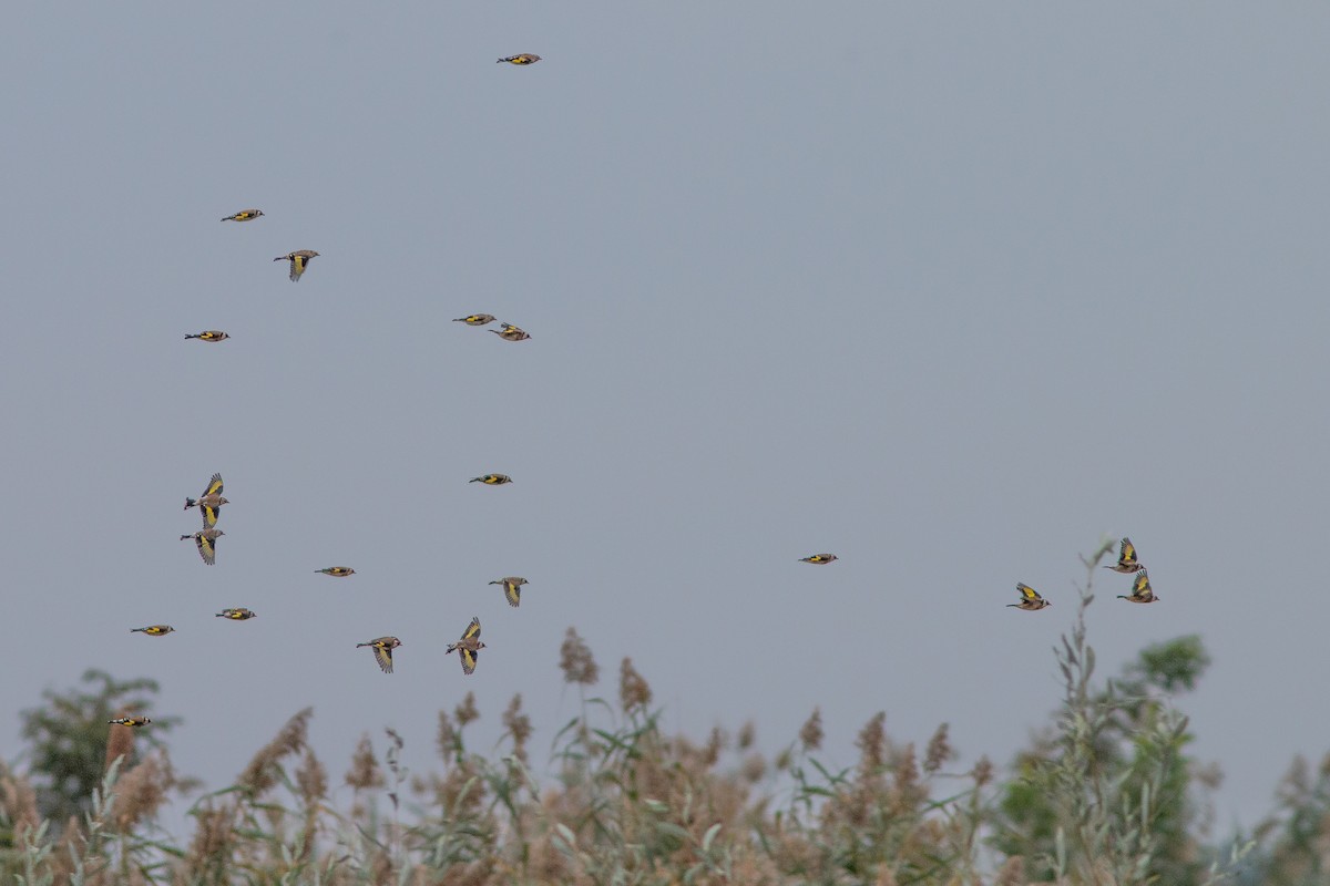 European Goldfinch - ML642910013