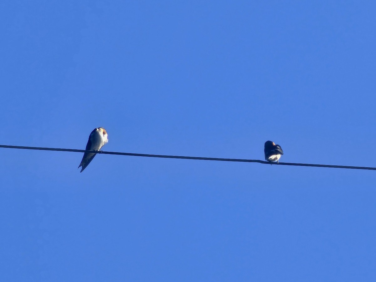 Pacific Swallow - ML642910014