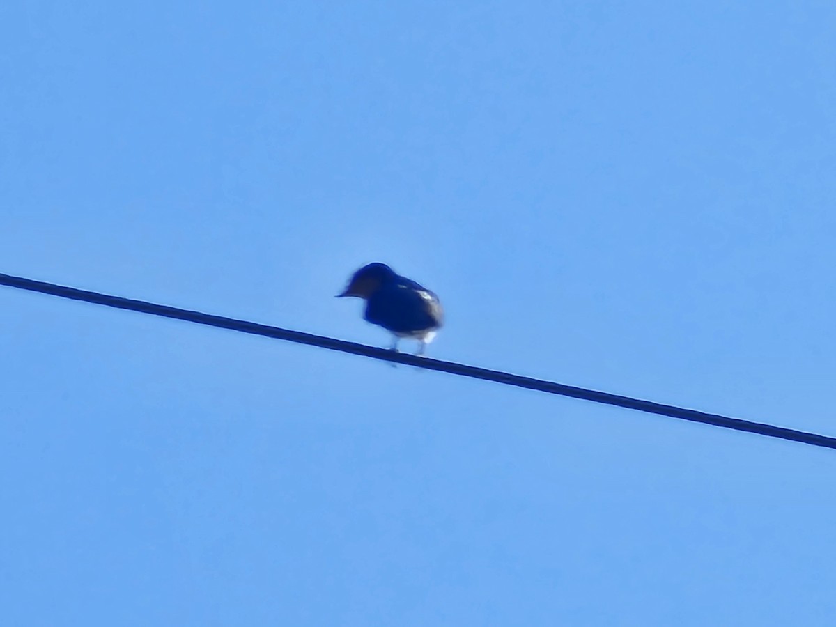 Pacific Swallow - ML642910018
