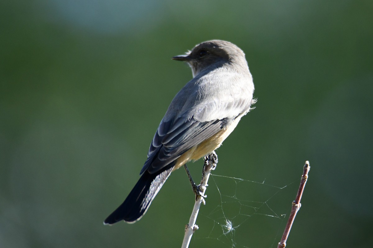 Say's Phoebe - ML642910023