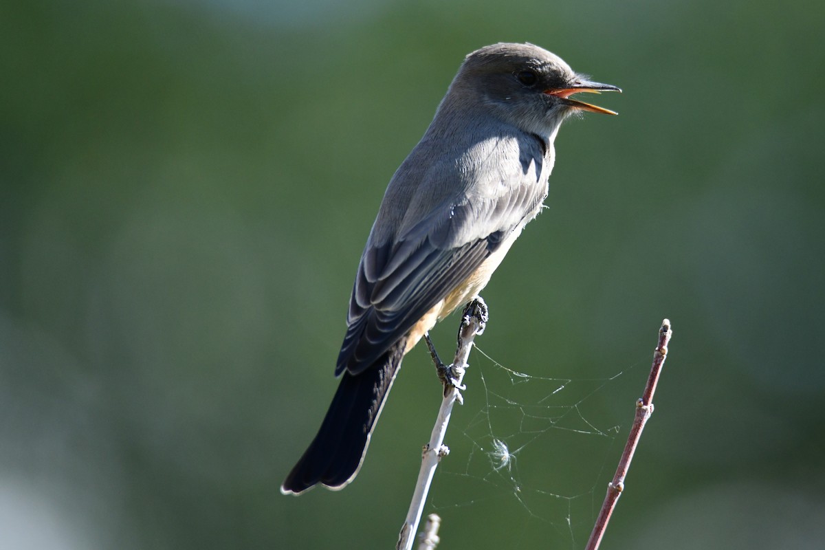 Say's Phoebe - ML642910024