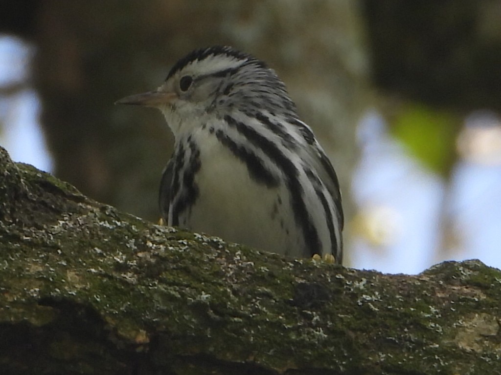 Black-and-white Warbler - ML642910031