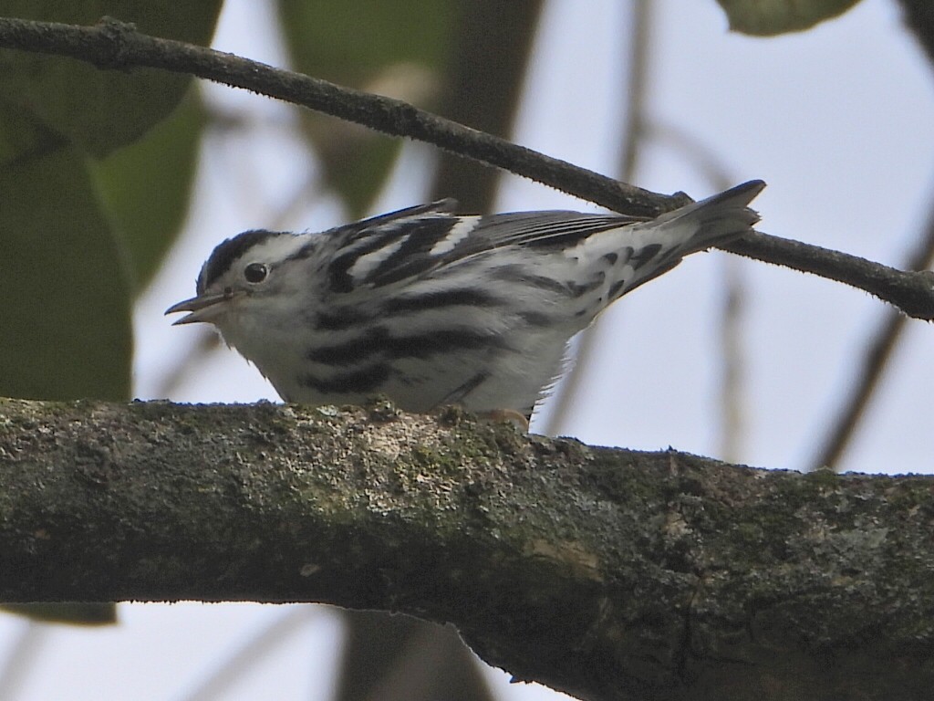 Black-and-white Warbler - ML642910032