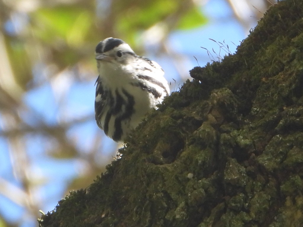 Black-and-white Warbler - ML642910033