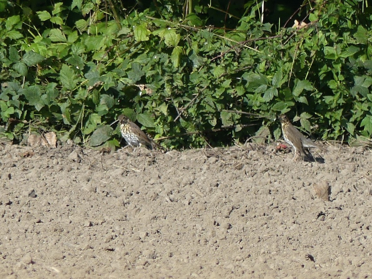 Song Thrush - ML642910036
