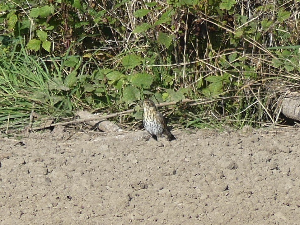 Song Thrush - ML642910039