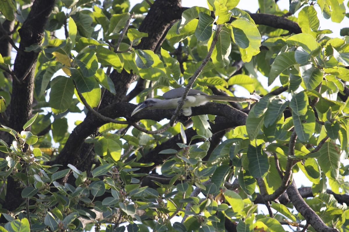 Indian Gray Hornbill - ML642910054