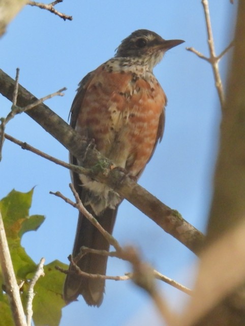 American Robin - ML642910058