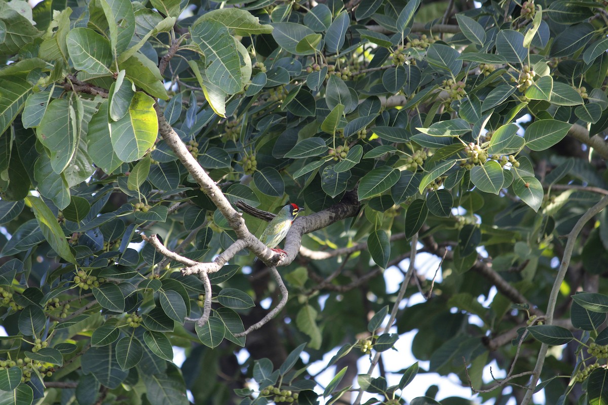 Coppersmith Barbet - ML642910072