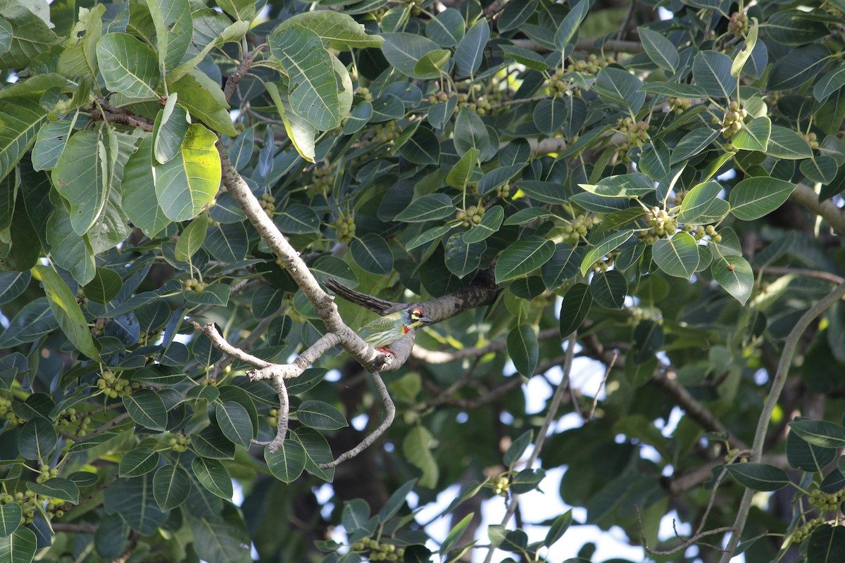 Coppersmith Barbet - ML642910073