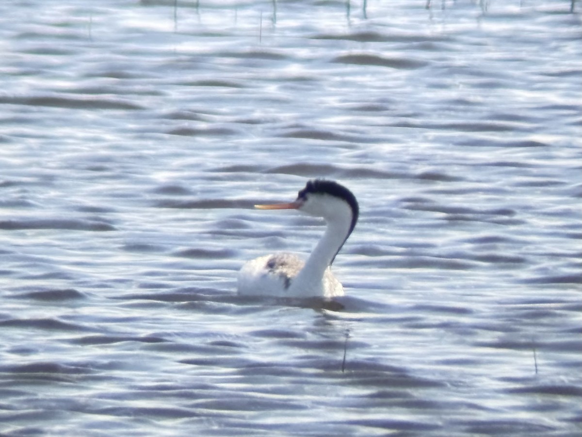 Clark's Grebe - ML642910074