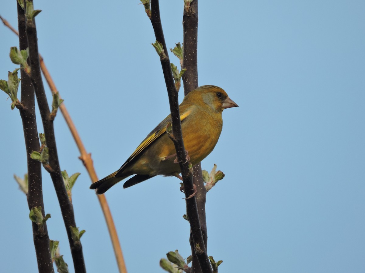 European Greenfinch - ML642910082