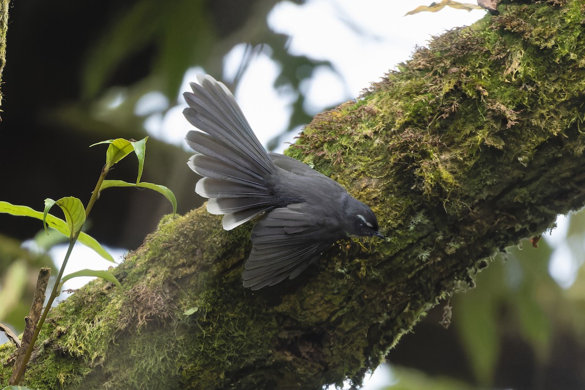 White-throated Fantail - ML642910086