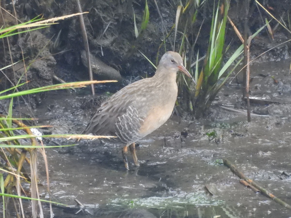 Clapper Rail - ML642910089